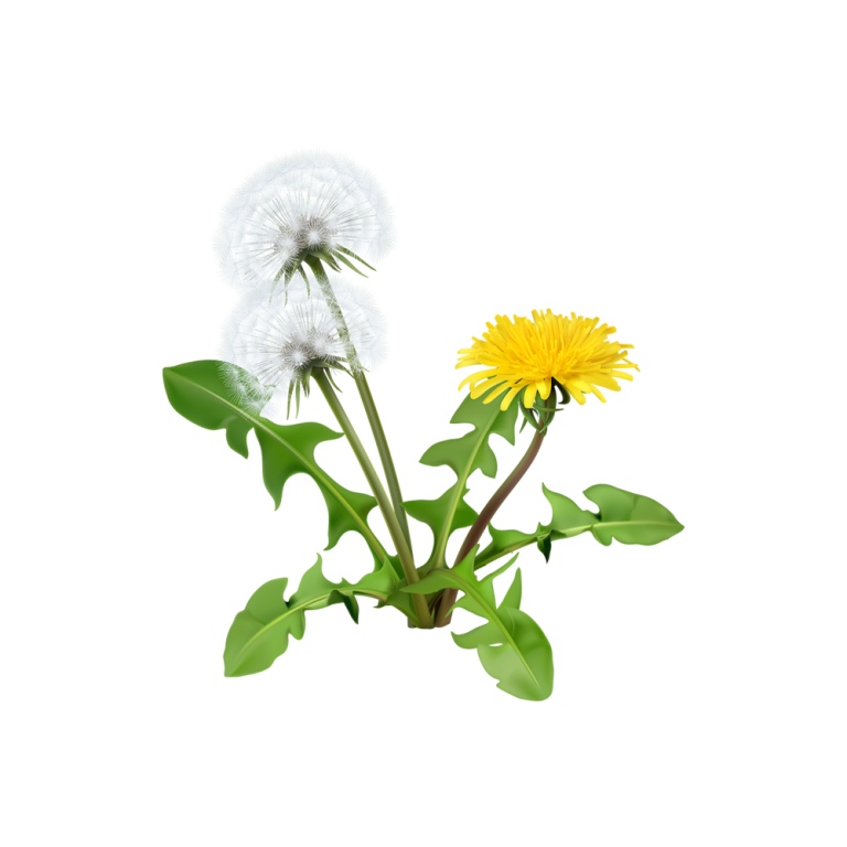 Fotografía macro de las raíces y las hojas de Taraxacum officinale