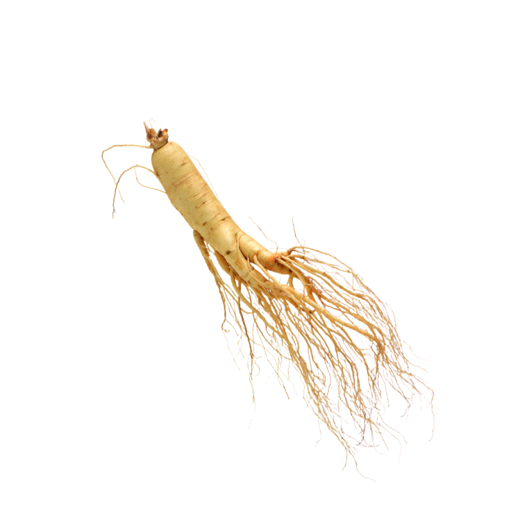 Fotografía macro de raíces de Panax ginseng