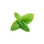 Melissa officinalis fresh lemon balm leaf macro photography