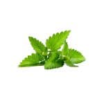 Urtica dioica stinging nettle fresh leaf macro photography
