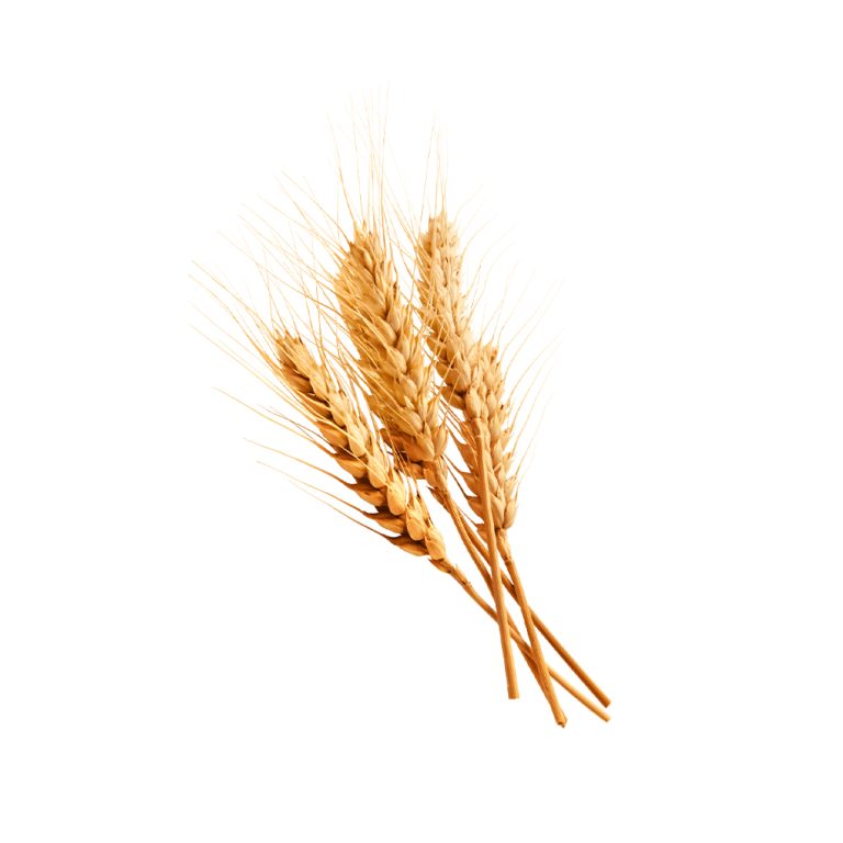 Fotografía macro de un grano de trigo Triticum aestivum